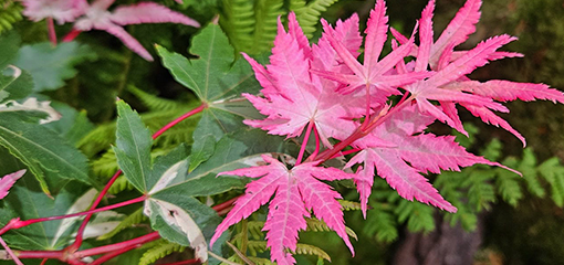 Acer palmatum 'Oridono Nishiki'